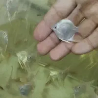 آنجل پلاتینیوم ۶تا۷