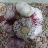 سیر مغان|خوردنی و آشامیدنی|گرمی, |دیوار