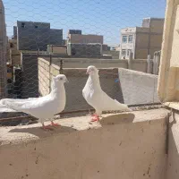 کبوتر چشم سفید اراکی