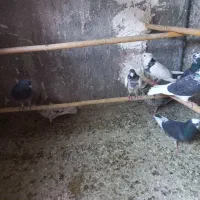 کبوتر