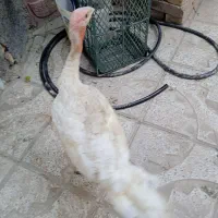 بوقلمون گوشتی بیوتی فوق‌العاده سنگین