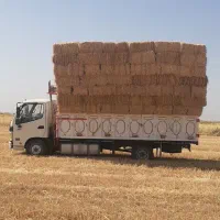 سر کلش  جو و گندم