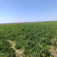 زمین-اجاره-سیر