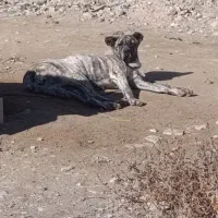 سگ ماده