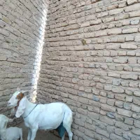 حیوانات