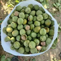 گردو پوست کاغذی
