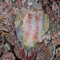 گرینچیک سرلاکی