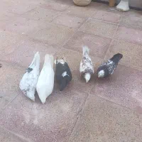 کبوتر