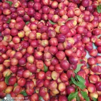 نهالستان ادانا