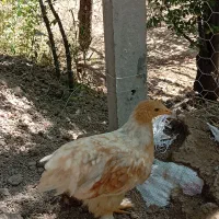 فروش ویژه برهما اصیل و اردک پکنی گلچین شده