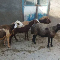 میش