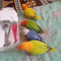 میناو کوتوله