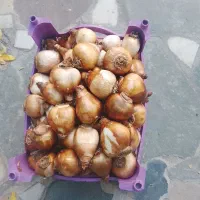 پیاز نرگس دست چین خوسف