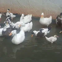 اردک مگ مگی|حیوانات مزرعه|رویان, |دیوار