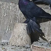 کبوتر سیاه