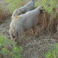 میش و بره