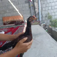 جوجه لاری