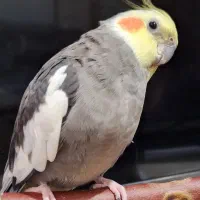 گمشده
