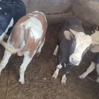 گوساله نر