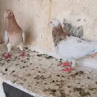 سار جفت
