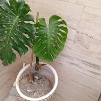 برگ انجیری
