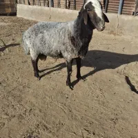 گوسفند زنده