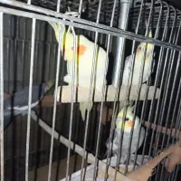 عروس هلندی فقط فقط معاوضه