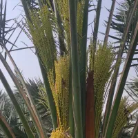 ۳ هکتار زمین با چاه پروانه دار قلعه قاضی