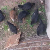 مرغ‌و‌خروس