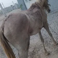 اسب