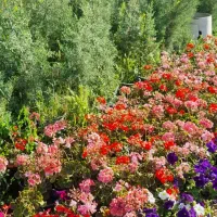 واگذاری گلخانه با تمامی گل و گیاه آماده