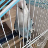عروس هلندی کوتوله فنچ مصری