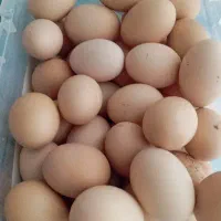 تخم مرغ محلی