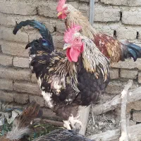 خروس سیاه