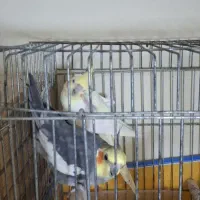 عروس هلندی دستی