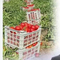 سبد میوه عمده فروشی ،تولید ، پخش وتوزیع عمده