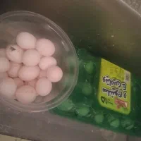 تخم کبوتر
