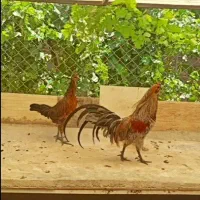 برهما سوماترا