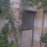 درخت کاج وشمشاد
