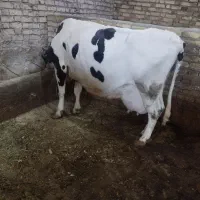 گاو شیری جوان