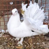 کبوتر دم چتری سیاه پشت تهرونی زاغ سیمونی