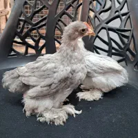 ۲ عدد مرغ و خروس کوشین رنگ خاص