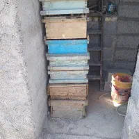 کندو زنبور عسل