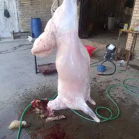 گوشت گوسفندی تازه یا همون بره نر