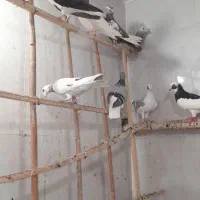 کبوتر