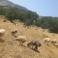 معاوضه میش باتراکتور وماشین ایرانی