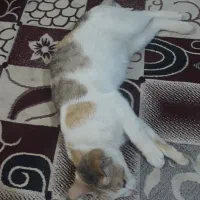 گربه|گربه|حمیدیه, |دیوار