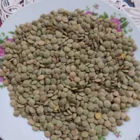 عدس مغان