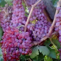 انگور قرمز عسکری