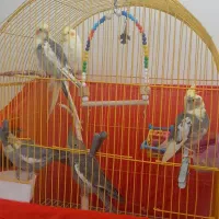 عروس هلندی